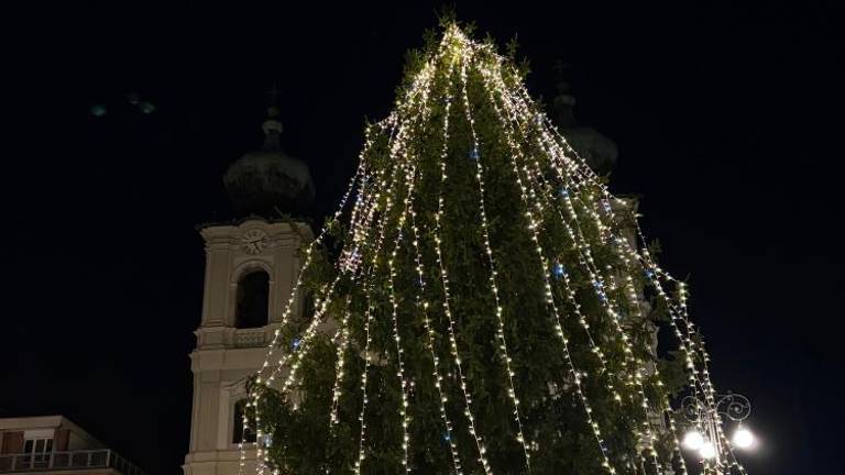 Za Travnik spet iščejo smreko ali belo jelko