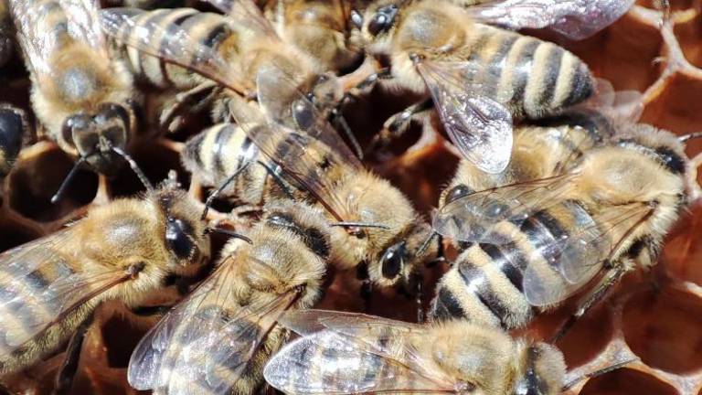 Čebelarjem se obeta katastrofa