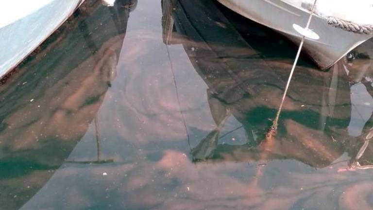 Po meduzah »svetleča« alga