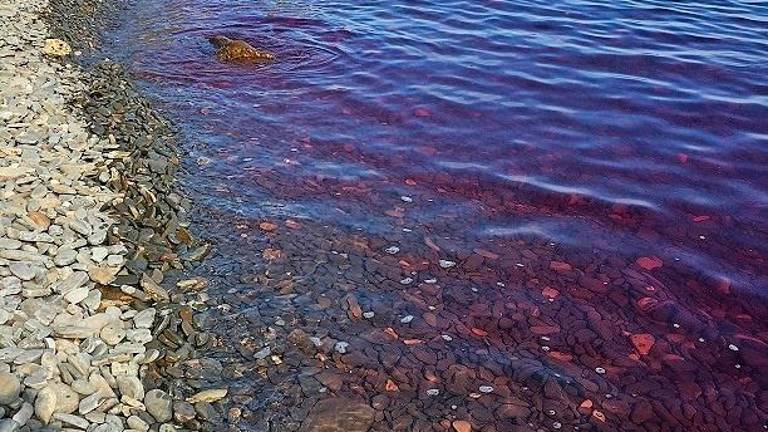 Odkrili vzroke vijolično obarvanega morja