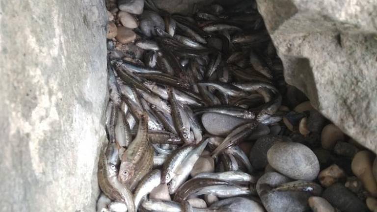 Pogini rib zaradi nihanja pretoka