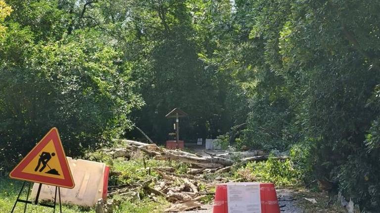 V Štivanu posekali 25-metrski topol