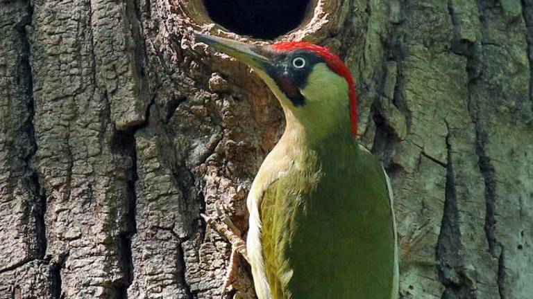 Neprecenljivo »leteče« bogastvo