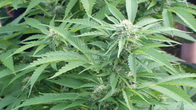 Na območju Kanala ob Soči zasegli devet »sumljivih« rastlin