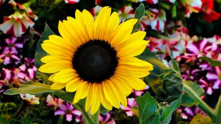 Vrnil se je sejem Trieste in Fiore