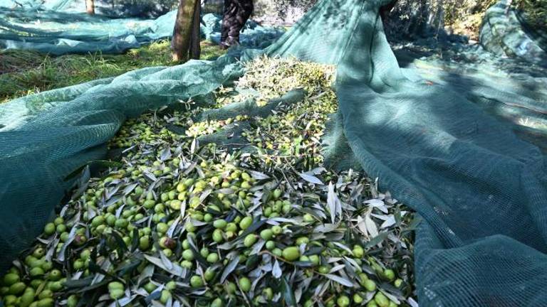 Kljub oljčni muhi so oljke bogato obrodile