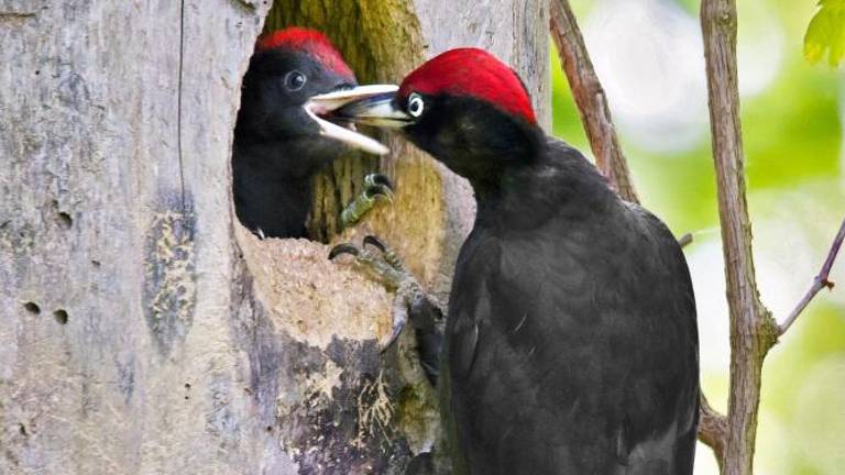 Neprecenljivo »leteče« bogastvo