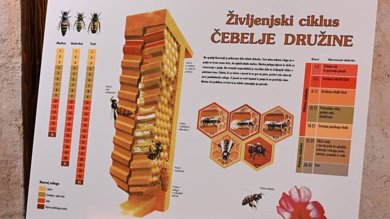 Zaživela je letošnja Majenca
