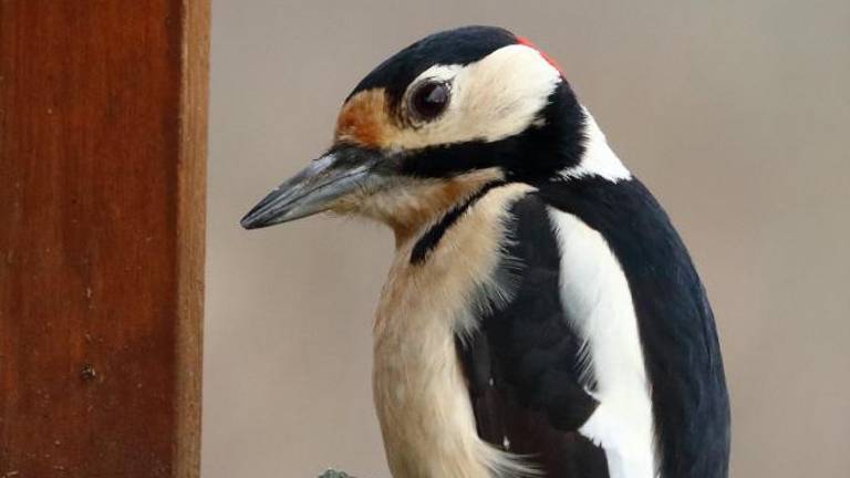 Neprecenljivo »leteče« bogastvo