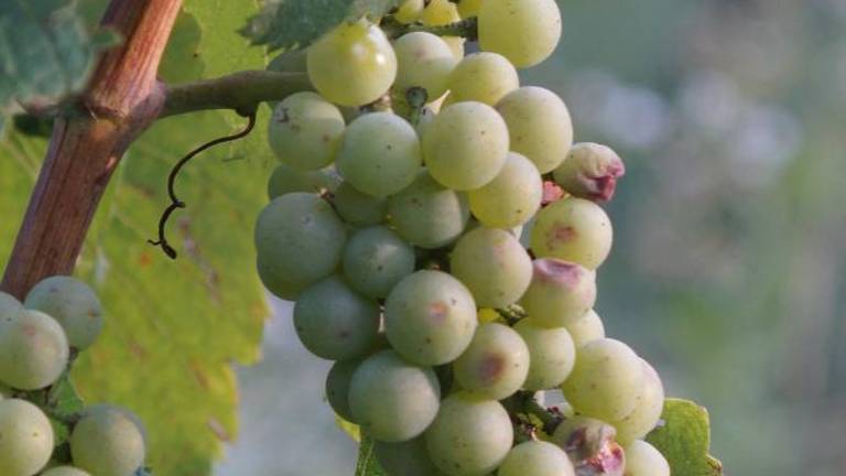 Obeta se dobra letina