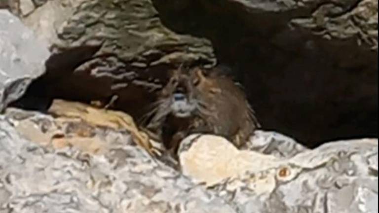 Na plaži v Sesljanu pokukala nutrija