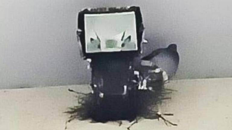 Na dvorišču vrtca v Križu gnezdijo golobi