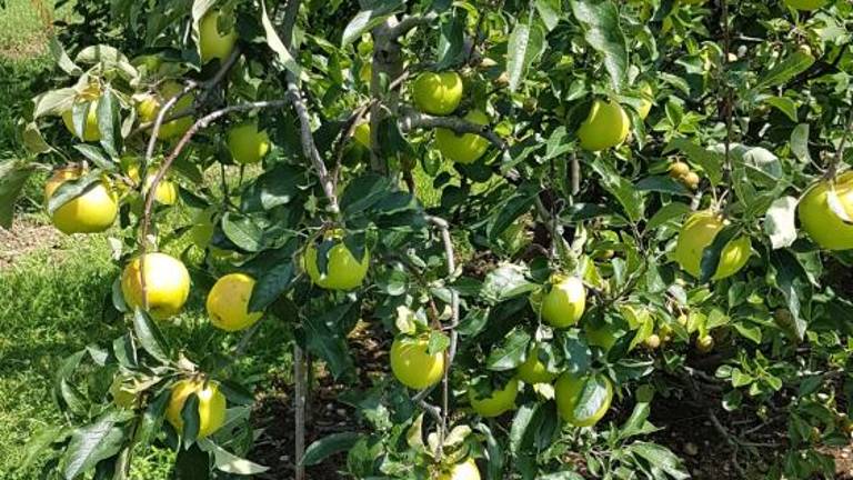 Vrtičkarji letos nadvse zadovoljni ...