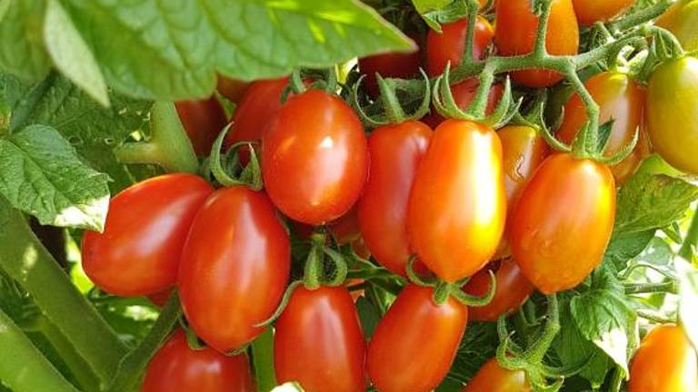 Vrtičkarji letos nadvse zadovoljni ...