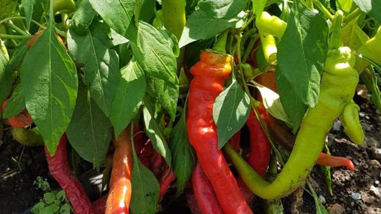 Vrtičkarji letos nadvse zadovoljni ...