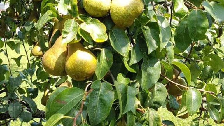 Vrtičkarji letos nadvse zadovoljni ...