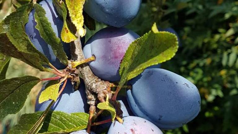 Vrtičkarji letos nadvse zadovoljni ...