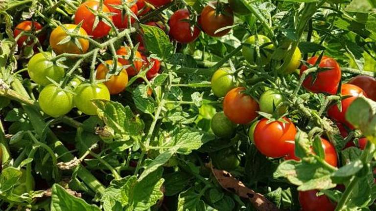 Vrtičkarji letos nadvse zadovoljni ...