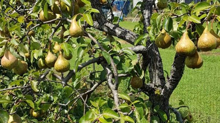 Vrtičkarji letos nadvse zadovoljni ...