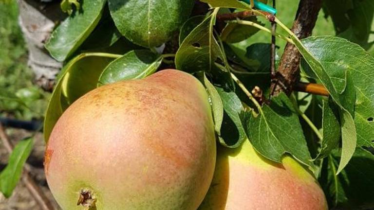 Vrtičkarji letos nadvse zadovoljni ...