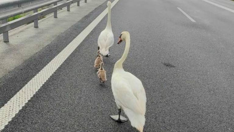 Labodja družina zašla na Hitro cesto skozi Koper