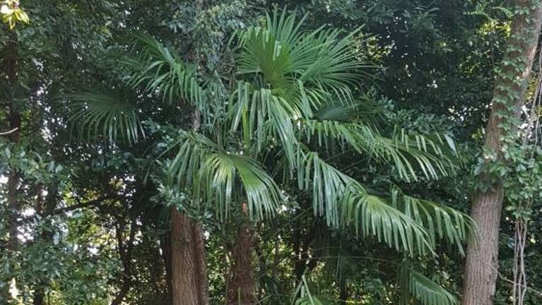 Invazivke zaraščajo bregove Korna in povzročajo ekološko škodo