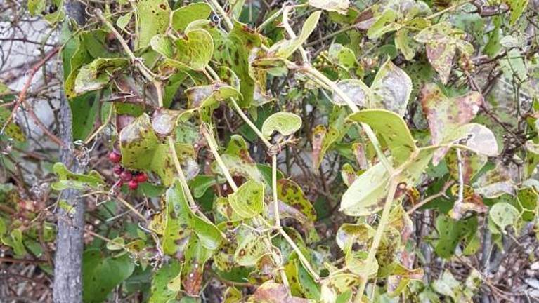 Zimzeleni oponec zarašča Gradino in Kremenjak