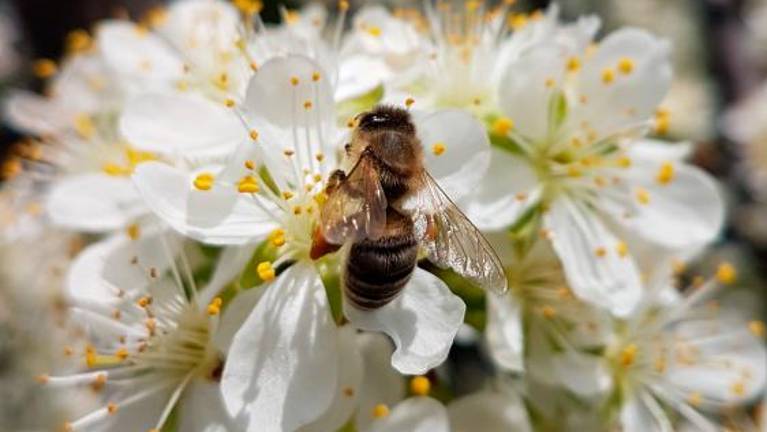 Rešeljikin med cenjen in donosen