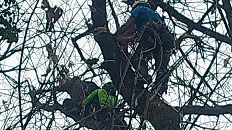 Jadralna padalka zasilno pristala na kostanju 35 metrov visoko