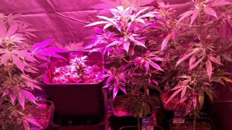 Na domu gojil konopljo in opij