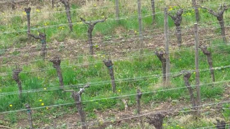 Antinori odkupil večinski delež podjetja Jermann