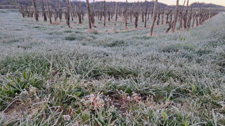 Na Goriškem slana, pri Vižintinih -7,5 stopinje Celzija