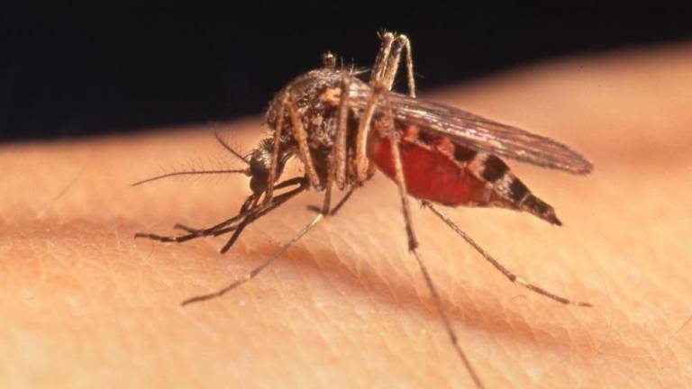 V Braziliji podlegel piku komarja