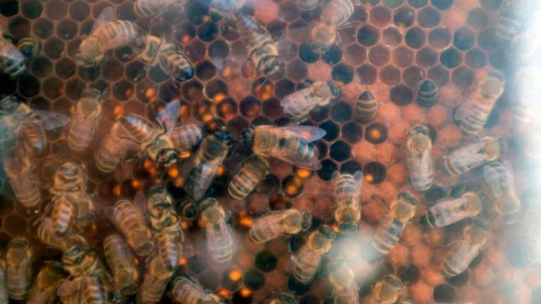 Dan čebel v dolinski občini