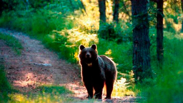 DUS iz Trenta zamrznil odredbo o odstrelitvi medvedke Jj4