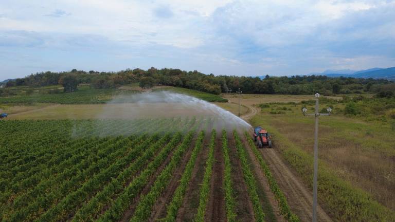 V vinogradih bo letos nastradala količina