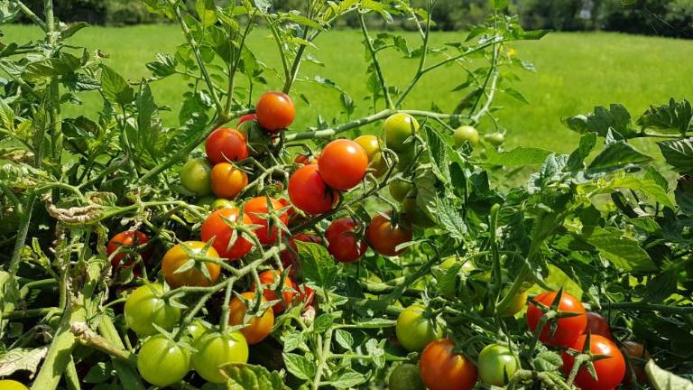 Vrtičkarji letos nadvse zadovoljni ...