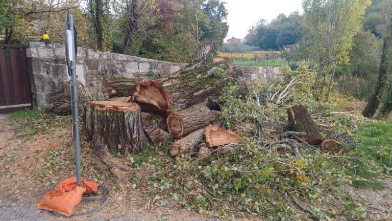 Na Kontovelu požagali mogočni topol