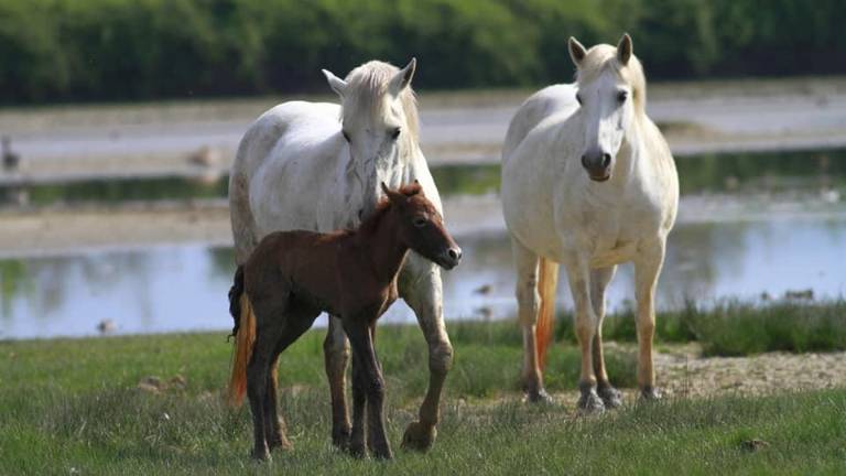 Na otoku Cona se veselijo treh žrebičkov (foto in video)
