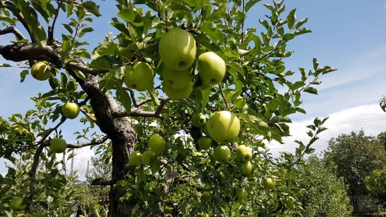 Vrtičkarji letos nadvse zadovoljni ...