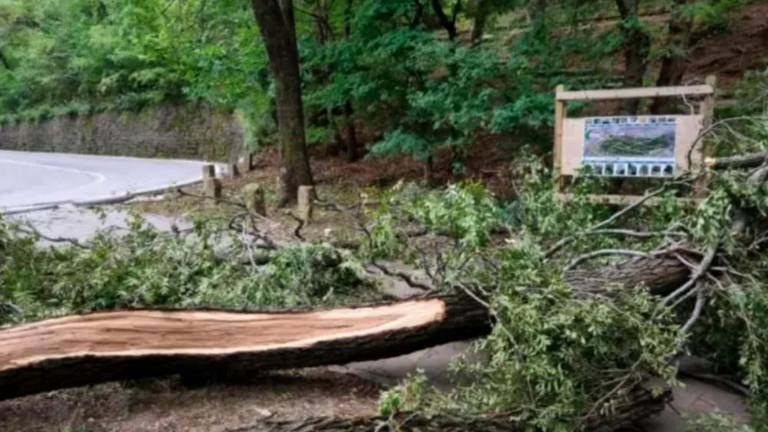 Od nedelje v Trstu zaradi burje zapirajo mestne parke
