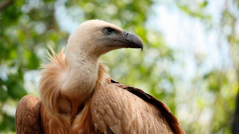 Veteranski beloglavi jastreb bo odletel na prostost