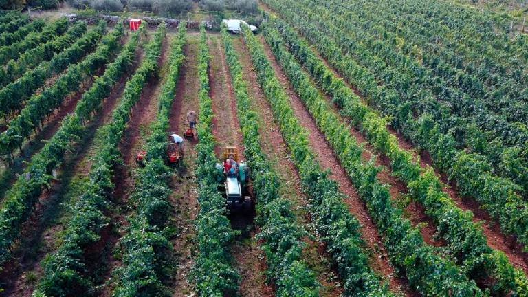 Trgatvi v Ricmanjih in Praprotu