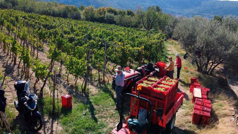 Trgatvi v Ricmanjih in Praprotu