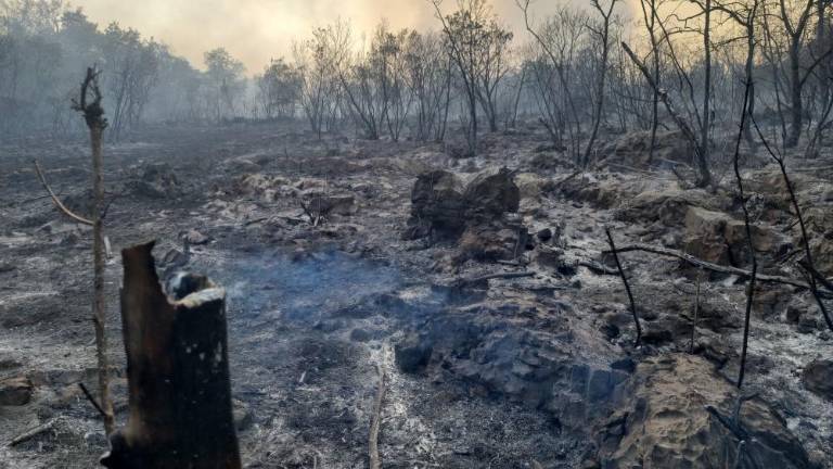 Posledice na divjadi bodo vidne čez desetletje