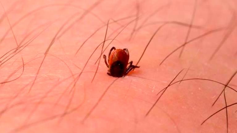 Klopi prenašajo infekcijske bolezni (ARHIV)