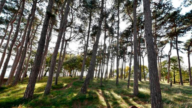 Objemimo in zaščitimo borov gozdič na Katinari