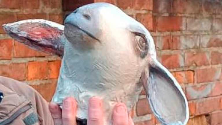 Ovčki odtrgal glavo in jo odnesel domov