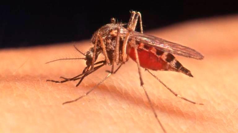 Virus Zahodnega Nila spet prisoten v FJK