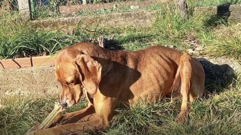 Na ulico zaradi vrnitve psičke Nine